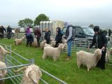 Wet gear for the adults but not the goats at Cardigan show!!